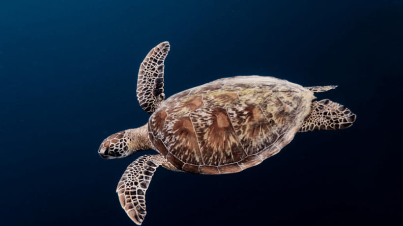 Moalboal Sardines Run Private Tour - Who this private sardines snorkeling tour fits best