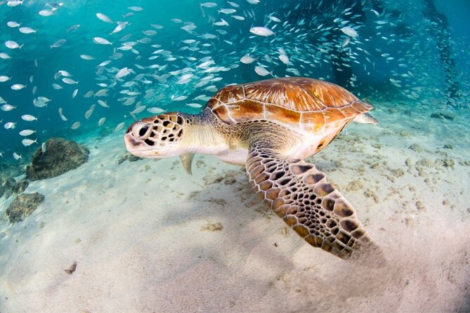 Moalboal Sardines Run Private Tour w/ Transfers Option - Key Things I’d Pay Attention To