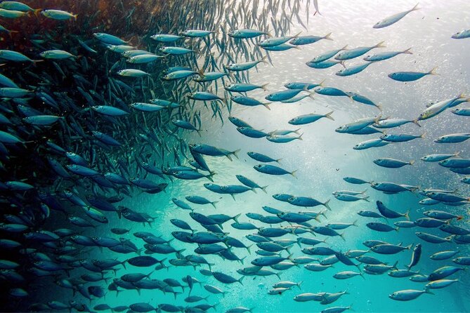 Moalboal Sardines Run Private Tour w/ Transfers Option - Your 1-Hour Plan, What Happens in the Water