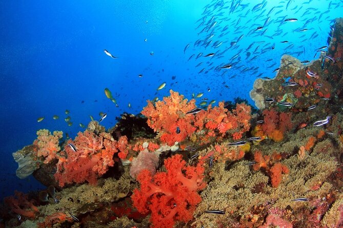 Moalboal Sardines Run Private Tour w/ Transfers Option - Transfers, Meeting Point, and How to Avoid the Morning Headache
