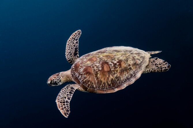 Moalboal Sardines Run Private Tour w/ Transfers Option - What Safety Really Means Here