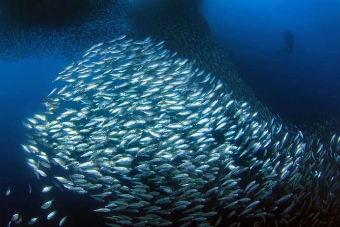 Moalboal Sardines Run Private Tour w/ Transfers Option - Gear, Masks, Fins, and the GoPro Question