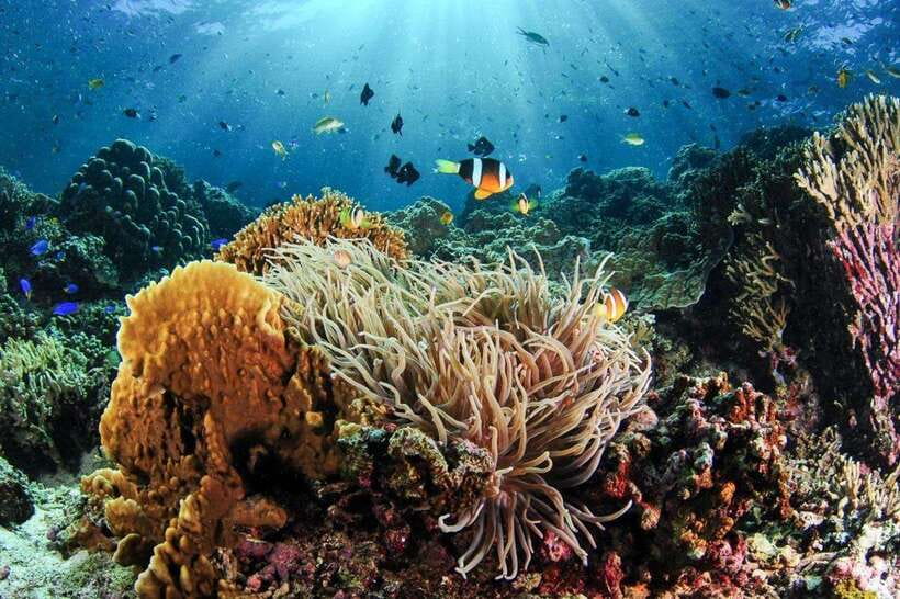 Moalboal: Scuba Diving and Pescador Island Hopping - Moalboal in one day: sardines, turtles, and coral you can reach fast