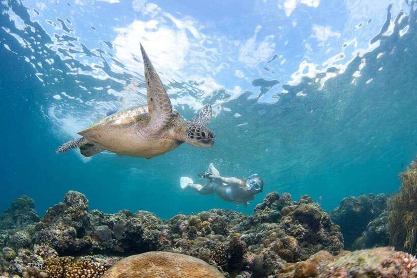 Moalboal: Scuba Diving and Pescador Island Hopping - Two underwater sessions: what you are likely to see