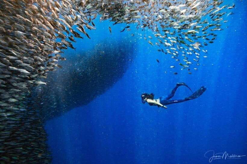 Moalboal: Scuba Diving and Pescador Island Hopping - Should you book this one-day tour, or choose a different plan?