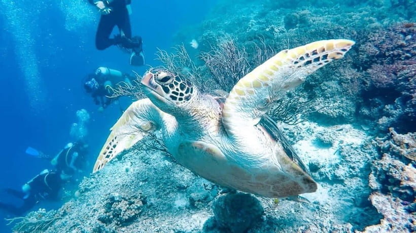 Moalboal: Scuba Diving and Pescador Island Hopping - FAQ