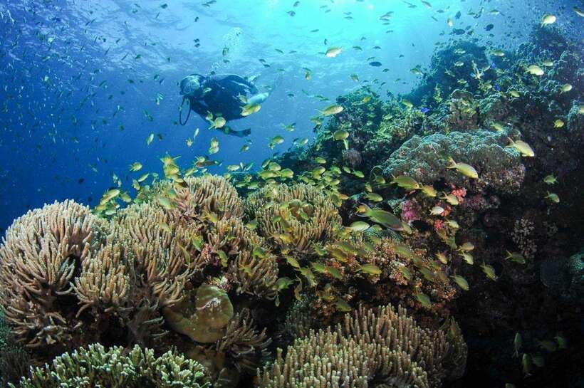 Moalboal: Scuba Diving and Pescador Island Hopping - From Moalboal pickup to Pescador Island water time