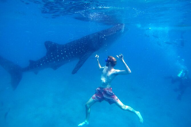 Oslob Whale Shark & Moalboal Sardines & Turtle Private Tour - Oslob Whale Shark Snorkeling: The Main Event (Plus Realistic Expectations)