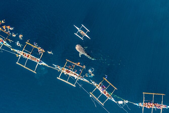 Oslob Whale Shark Private Tour with Sumilon & Tumalog Falls - Snorkeling With Whale Sharks, Managed for Safety and Time