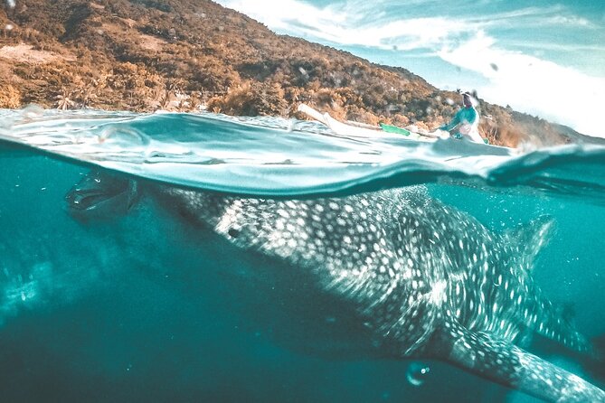 Oslob Whale Shark Private Tour with Sumilon & Tumalog Falls - Sumilon Island Stop, Your Chance to Catch Your Breath