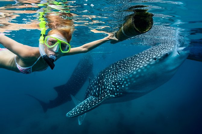 Oslob Whale Shark Snorkeling & Kawasan Canyoning Tour - Key Highlights You’ll Care About