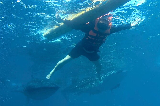Oslob Whale Shark Snorkeling & Kawasan Canyoning Tour - Oslob Whale Shark Snorkeling: Close-Up Without Being a Pro