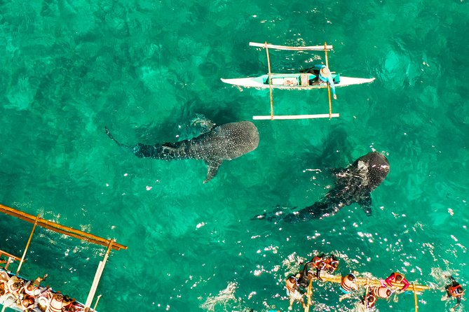 Oslob Whale Shark Snorkeling & Kawasan Canyoning Tour - Safety Gear, Insurance Rules, and Fitness Reality