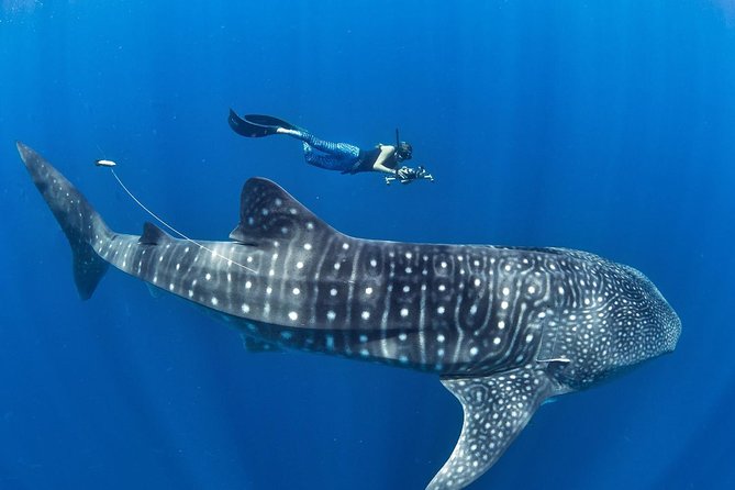 Oslob Whale Shark Snorkeling & Pescador & Sardine Run & Turtle - Key things I think you will care about