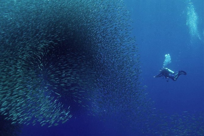 Oslob Whale Shark Snorkeling & Pescador & Sardine Run & Turtle - The 3:30 a.m. pickup and long Cebu drive reality