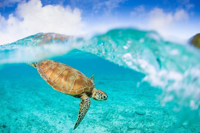 Oslob Whale Shark Snorkeling & Pescador & Sardine Run & Turtle - Moalboal sardine run and turtle time: the second wave of wow