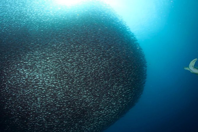 Oslob Whale Shark Snorkeling & Pescador & Sardine Run & Turtle - Oslob whale shark snorkeling: what you’re really signing up for
