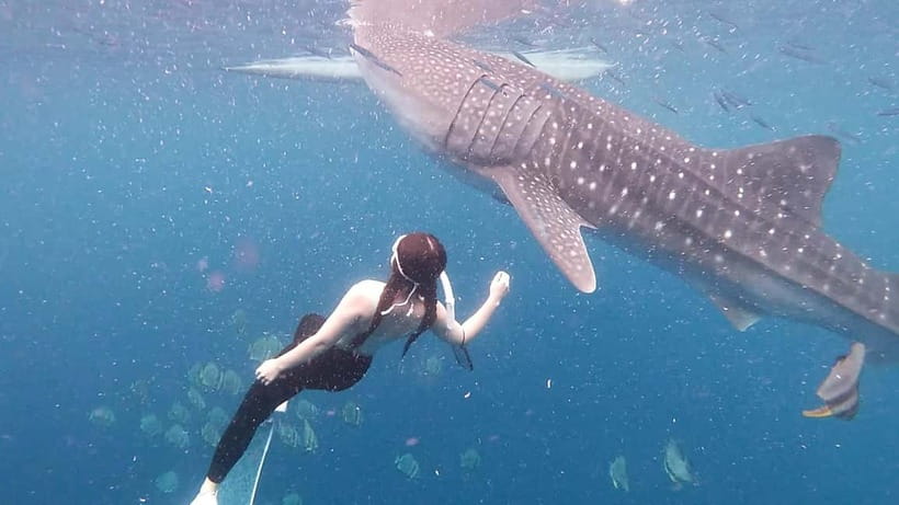 Oslob Whale Shark Swimming & Kawasan Falls Canyoneering - Break Time and Beachfront Lunch: Where You Recharge