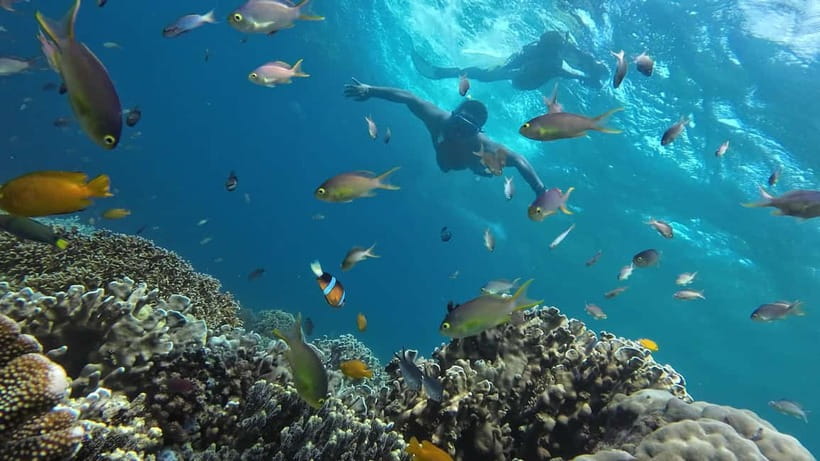 Oslob: Whale Shark Tour with Sumilon & Moalboal Snorkeling - Moalboal Sardine Run Snorkeling and Turtle Watching