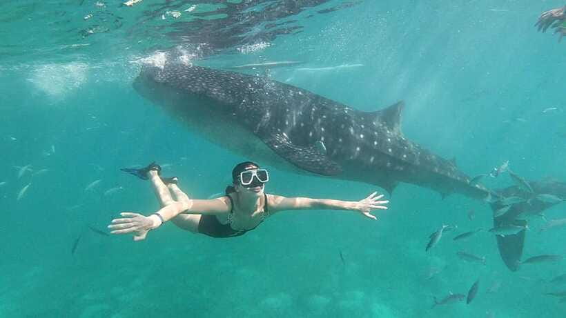 Oslob: Whale Shark Tour with Sumilon & Moalboal Snorkeling - Price and Value: Is $81 Worth It for Oslob to Moalboal?