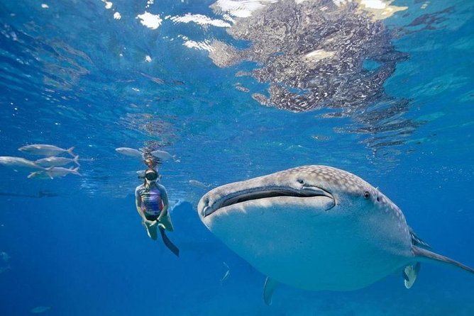 Oslob Whale Shark & Tumalog Falls & Kawasan Falls Canyoneering - Gear and camera tips: plan for wet fun and pay attention to extra costs