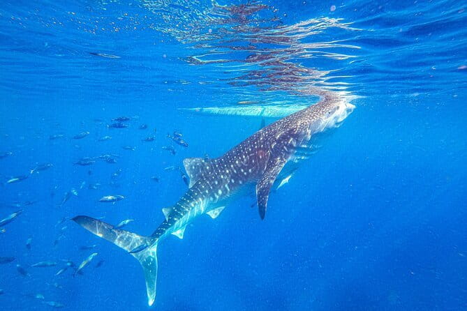 Oslob Whale Shark & Tumalog Waterfalls & Sumilon Sandbar - Why the 3 a.m. start makes this tour worth it