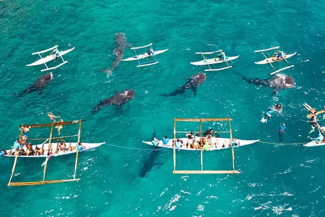 Oslob Whale Shark & Tumalog Waterfalls & Sumilon Sandbar - Pickup to Oslob: BCD’s Place, registration, and your snorkel setup