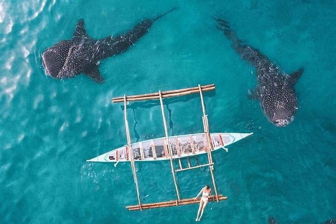 Oslob Whale Shark & Tumalog Waterfalls & Sumilon Sandbar - Price and value at about $115 per person