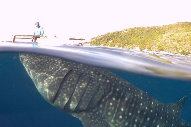 Oslob Whale Shark & Tumalog Waterfalls & Sumilon Sandbar - My practical checklist for a smoother day