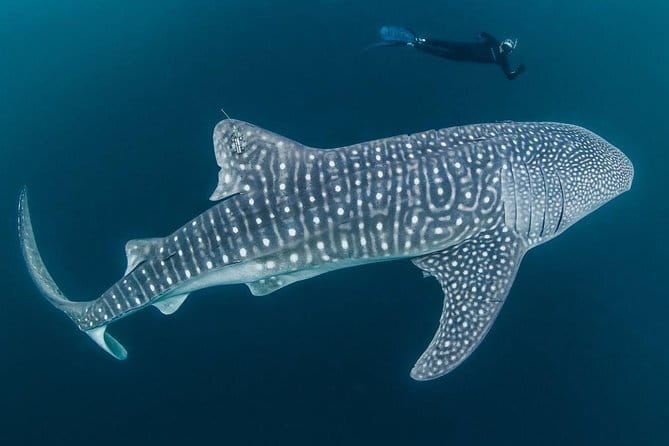 Oslob Whale Shark & Tumalog Waterfalls & Sumilon Sandbar - Should you book the Oslob, Tumalog, and Sumilon day trip?