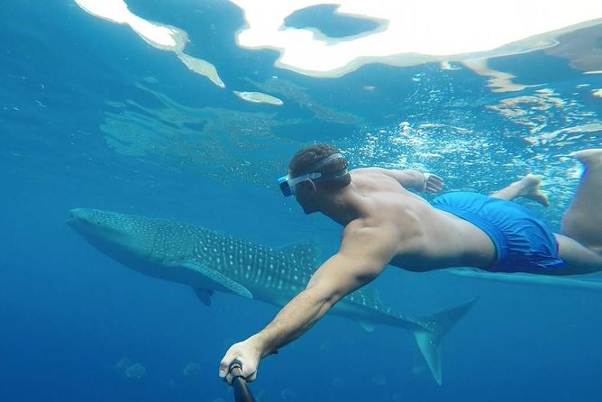 Oslob Whale Shark Watching - Who this tour is best for