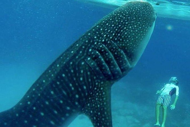 Oslob Whale Shark watching + Canyoneering Adventure Tour - The early 3:30 am schedule, plus how the pickup shapes your day