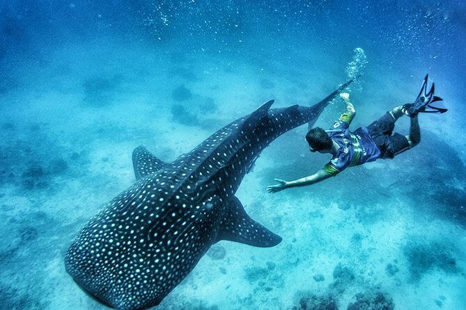 Oslob Whale Shark Watching + Kawasan Falls Day Tour - Key things I’d plan around