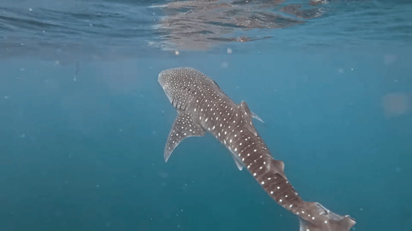 Oslob: Whale Sharks, Tumalog Falls & Sumilon Trio Adventure - How the Oslob to Sumilon Day Actually Flows