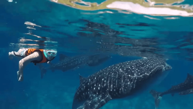 Oslob: Whale Sharks, Tumalog Falls & Sumilon Trio Adventure - What to Bring (So You’re Not Miserable in Hour Three)
