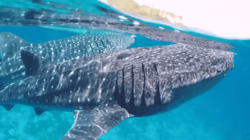 Oslob: Whale Sharks, Tumalog Falls & Sumilon Trio Adventure - Swimming with whale sharks in Oslob, with gear and trained guidance