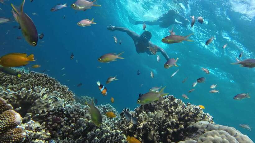 Oslob: Whaleshark Swimming, Inambakan Falls & Moalboal Tour - Who This Tour Fits Best, and Who Might Want Another Option