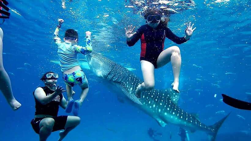 Oslob: Whaleshark Swimming, Inambakan Falls & Moalboal Tour - The Whale Shark Swim Window, Boat Ride, and Getting the Best Photos