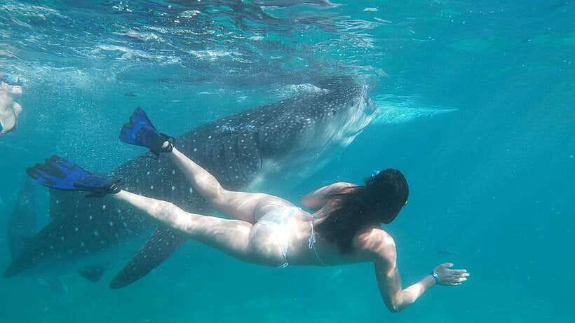 Oslob: Whaleshark Swimming, Tumalog Falls & Sumilon Island - Price and value: does $112 feel fair for this day?