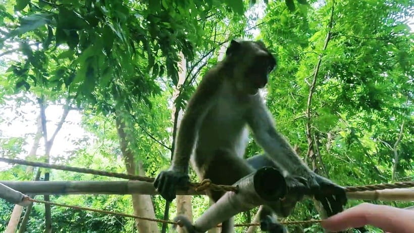 Oslob: Whaleshark Watching, Sumilon Island & Monkey Viewing - Why this Oslob and Sumilon day loop makes sense