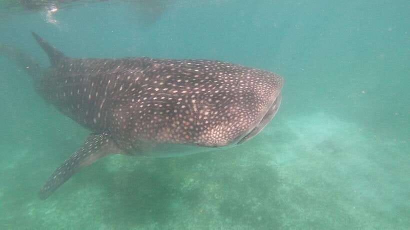 Oslob: Whaleshark Watching, Sumilon Island & Monkey Viewing - The practical packing list that actually matters