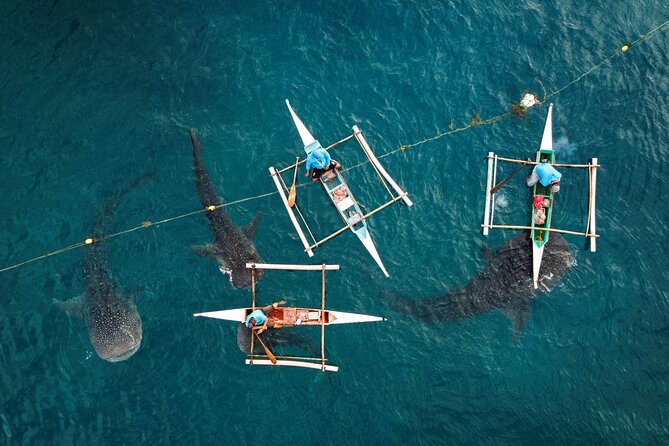 Oslob Whaleshark with Sumilon Island - Boats, stewards, and why it matters on a day like this