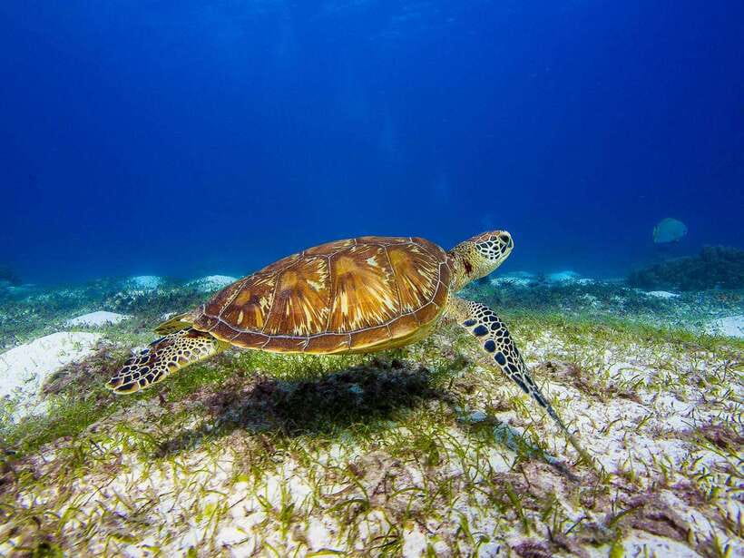 Pamilacan island: Dolphins, snorkel, lunch and walking tour - Key highlights you should care about