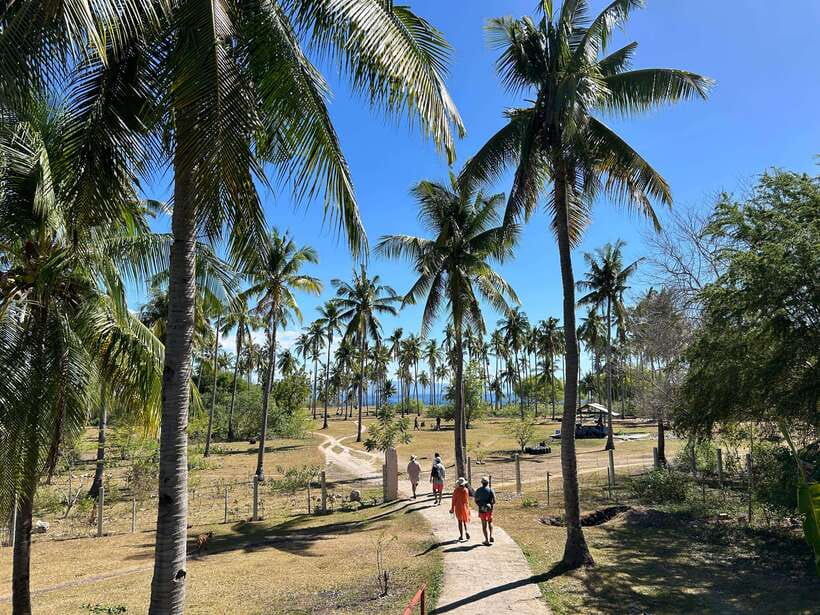 Pamilacan island: Dolphins, snorkel, lunch and walking tour - Snorkeling in the Protected Marine Sanctuary: Turtle Spotting and Coral Gardens