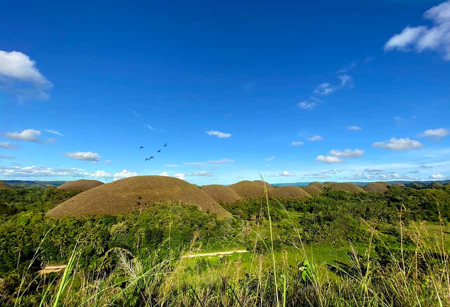 Panglao: Dao, Forests, and Tarsier Sanctuary Tour with Lunch - Key Highlights You Should Know Before You Go