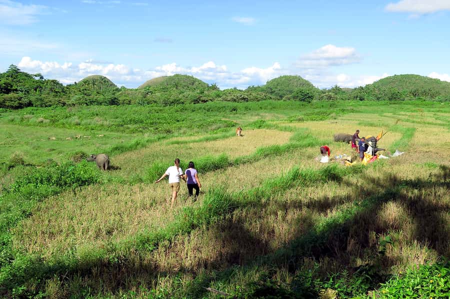 Panglao: Dao, Forests, and Tarsier Sanctuary Tour with Lunch - A Private Bohol Day From Panglao, With Real Local Time