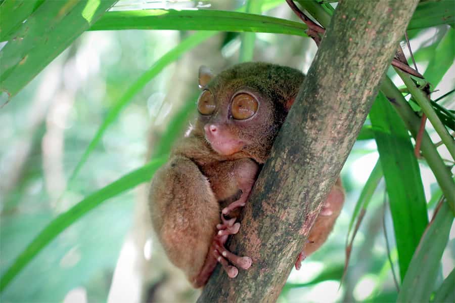 Panglao: Dao, Forests, and Tarsier Sanctuary Tour with Lunch - Dao Market: Where Daily Life Looks and Smells Real