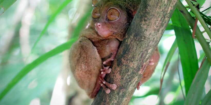 Panglao: Dao, Forests, and Tarsier Sanctuary Tour with Lunch - Man-Made Forest and the Mahogany Shade Effect