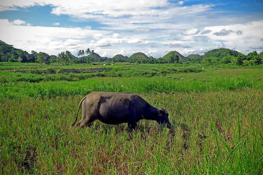 Panglao: Dao, Forests, and Tarsier Sanctuary Tour with Lunch - Chocolate Hills: Short Walk Time for Panoramas