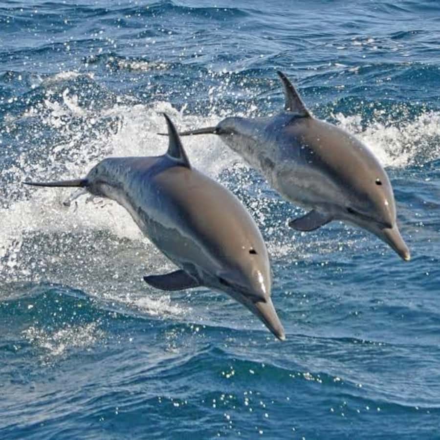 Panglao: Island Hopping w/Balicasag (Shared) - Practical tips to improve your odds on dolphin and snorkeling days